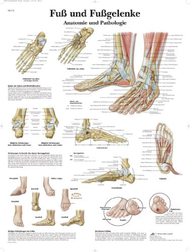 3B Scientific Lehrtafel laminiert - Fuß und Fußgelenke - Anatomie und Pathologie